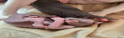 Sphynx cats for sale: Spectacular Sphynx kittens TICA & GCCF  DBE - Advert 1