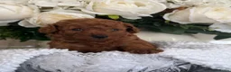 Toy Poodle dogs for sale: Toy Poodle  - Advert 3