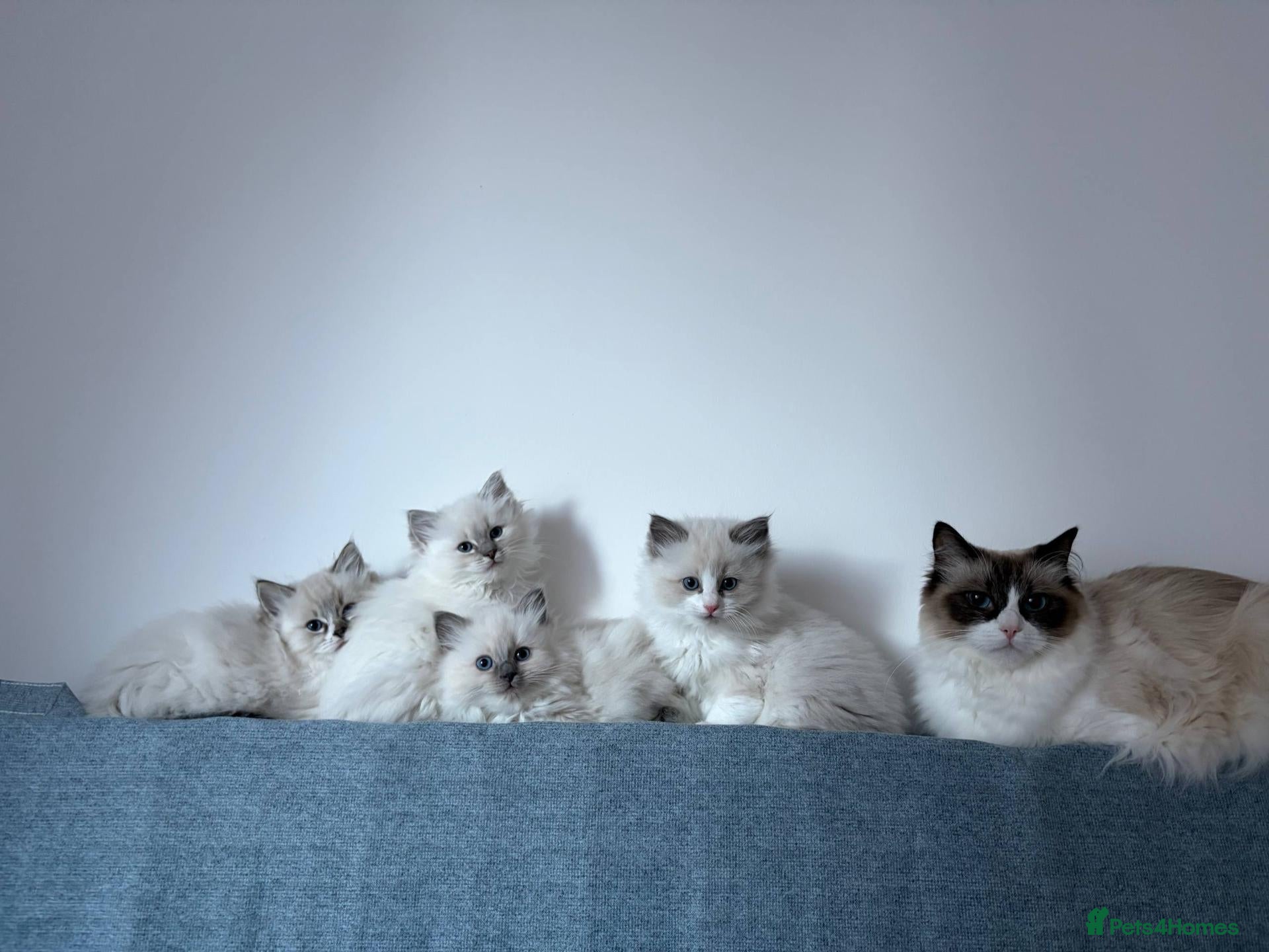 Ragdoll cats for sale: 4 beautiful, gentle, fluffy and active kittens  - Advert 2