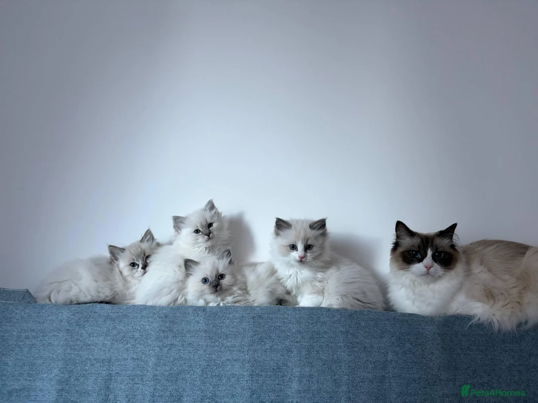Ragdoll cats for sale: 4 beautiful, gentle, fluffy and active kittens  in Glasgow - Advert 1