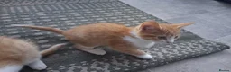 Mixed Breed cats for sale: Rare female Ginger Tabbies 😻 - Advert 24