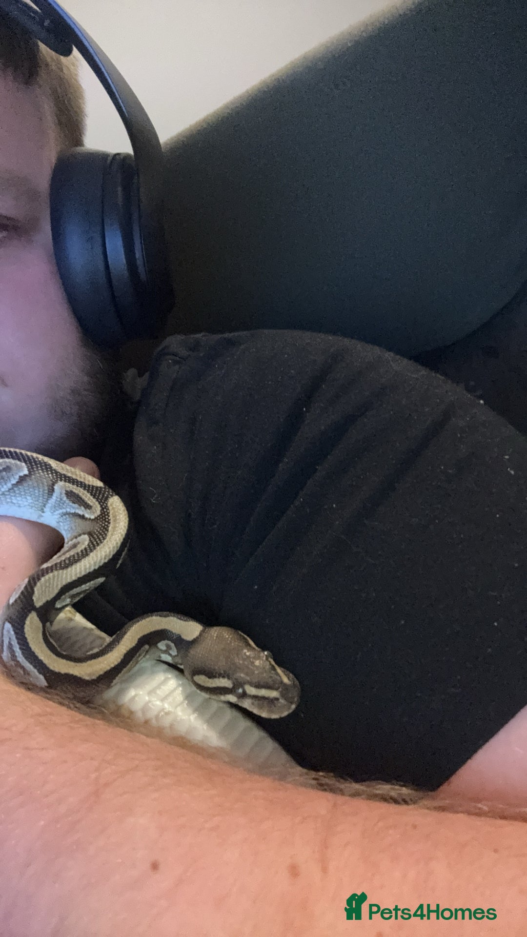 Python Snake reptiles for sale: Dottie the  ball python  - Advert 4