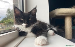 Maine Coon cats for sale: Pedigree Maine Coon Kittens (TICA) - Image 28