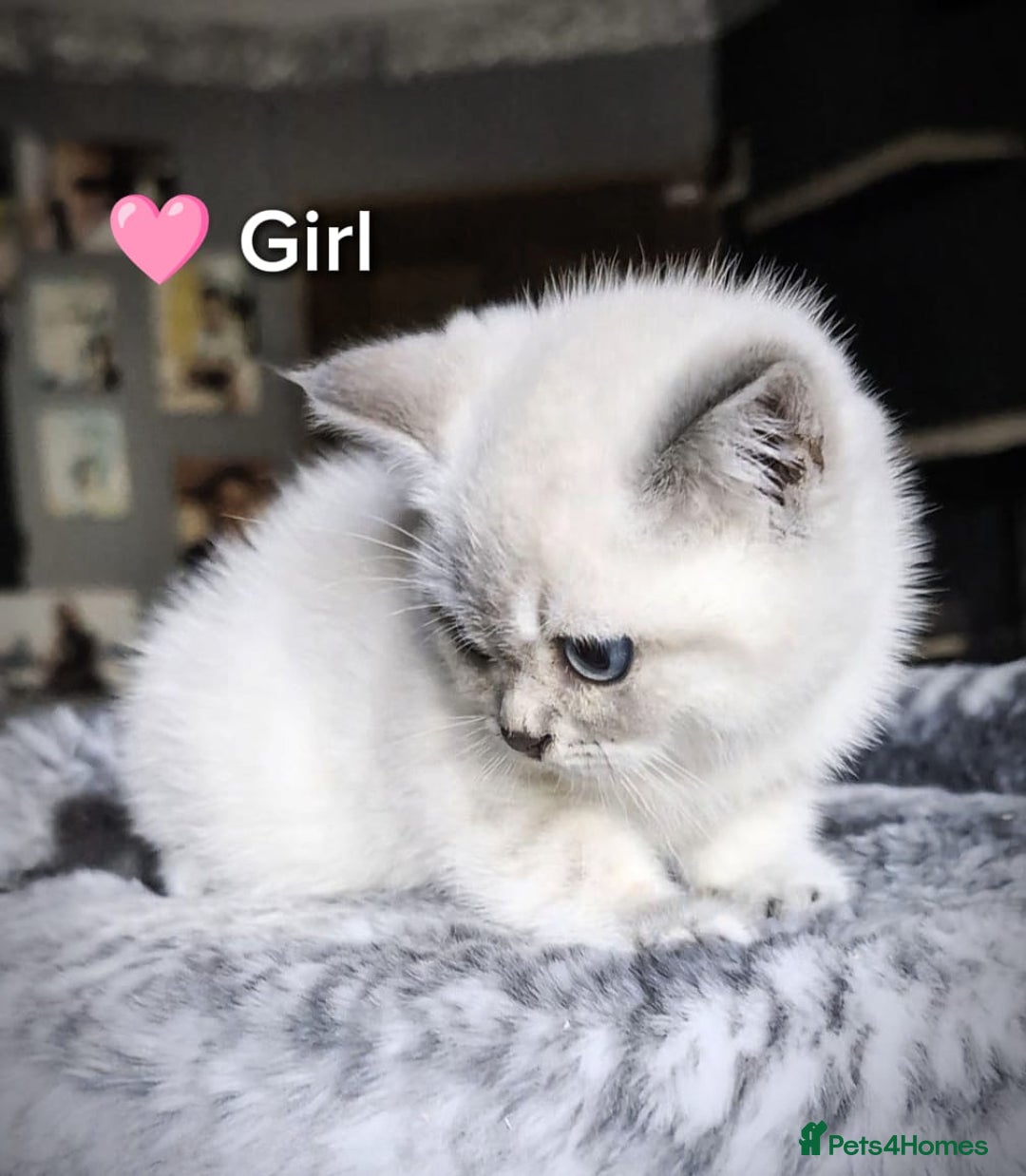 British Shorthair cats for sale: ❤️💙Last 2 Kittens ● TICA Reg ● BSH ●Colorpoints ✨ - Image 4