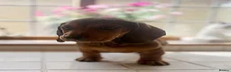Miniature Dachshund dogs for sale: Stunning Miniature Dachshunds  - Advert 12