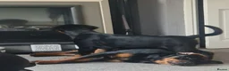 Rottweiler dogs for sale: Stunning ruby  - Advert 15