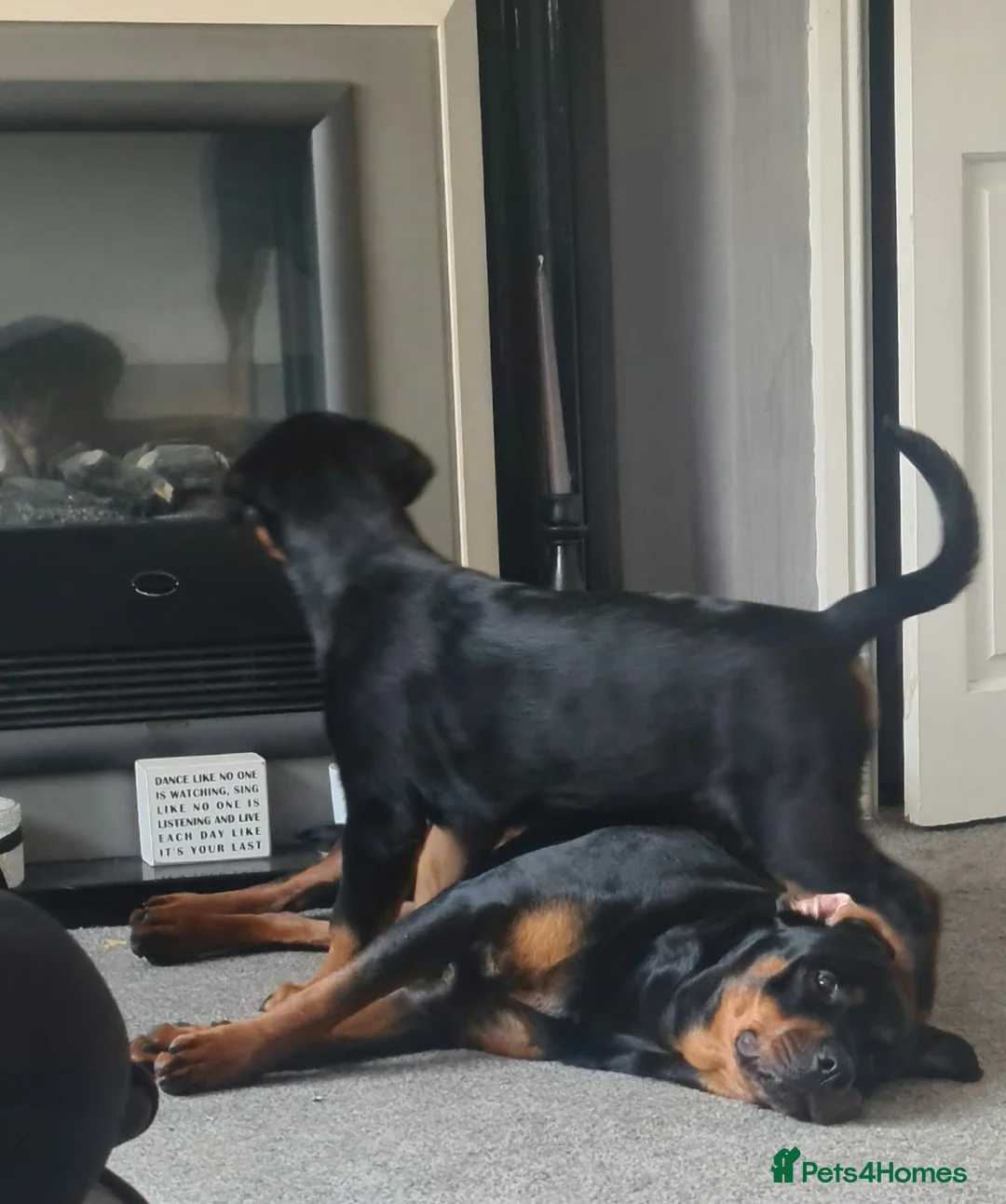 Rottweiler dogs for sale: Stunning ruby  - Advert 15