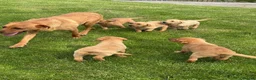 Labrador Retriever dogs for sale: 🧡Fabulous KC Fox Red Puppies.🧡 - Advert 18