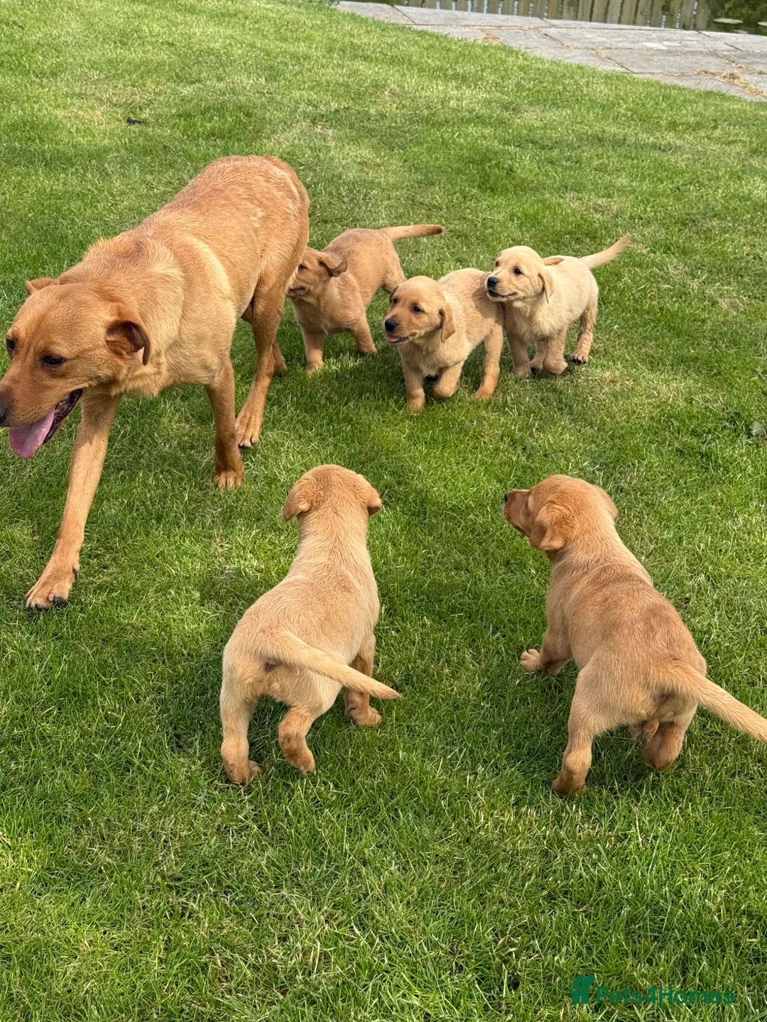 Labrador Retriever dogs for sale: 🧡Fabulous KC Fox Red Puppies.🧡 - Advert 18