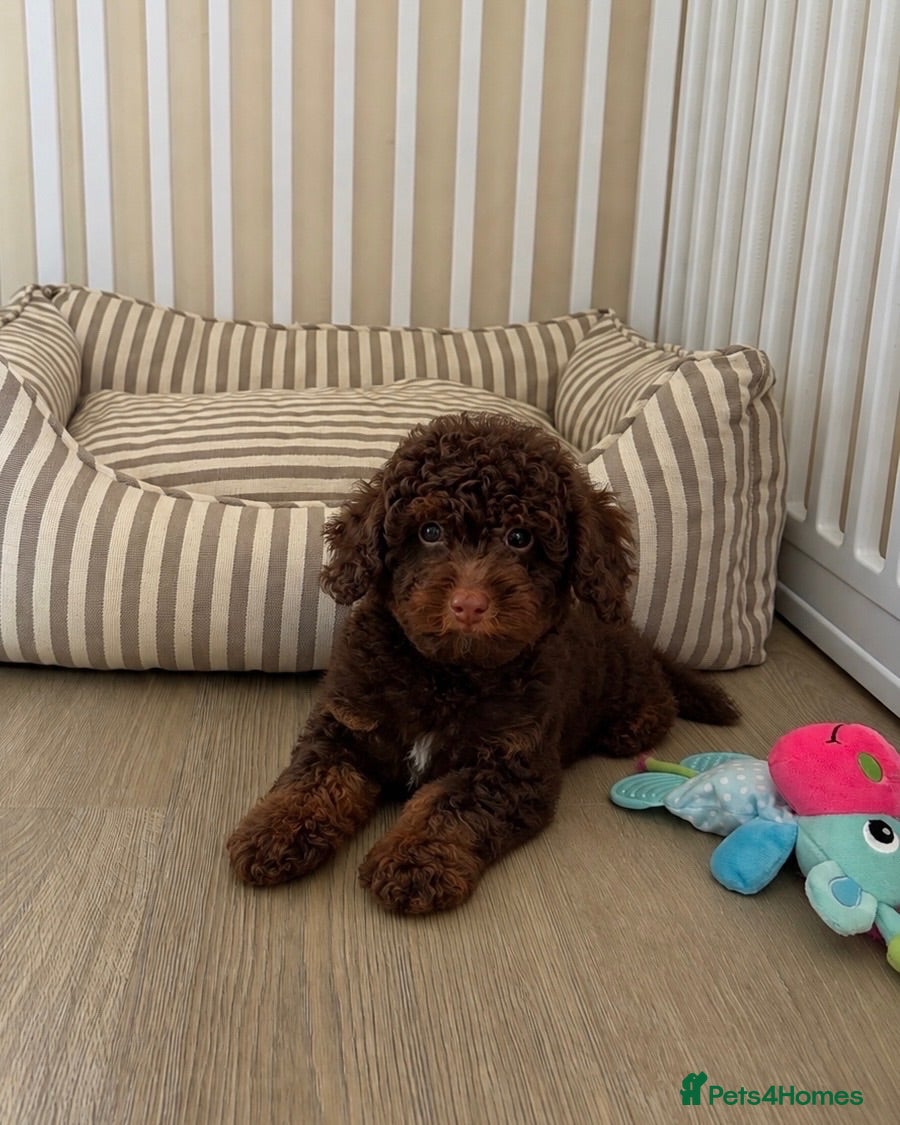 Toy Poodle dogs  Toy poodle puppies chocolate phantom boy - Advert 2