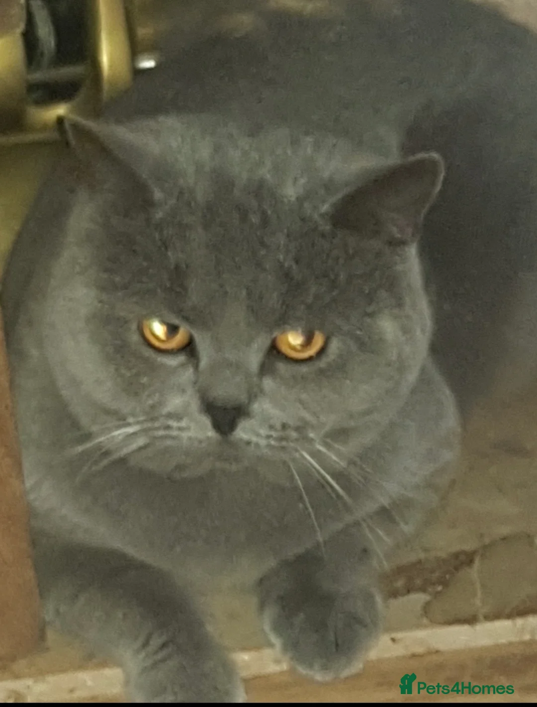 British Shorthair cats for stud: Stunning blue male - Advert 2