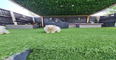 Pomeranian dogs - Advert 3