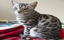 Bengal cats for sale: ⭐️Silver (black) Spotted Bengal TICA registered ⭐️ - Advert 4