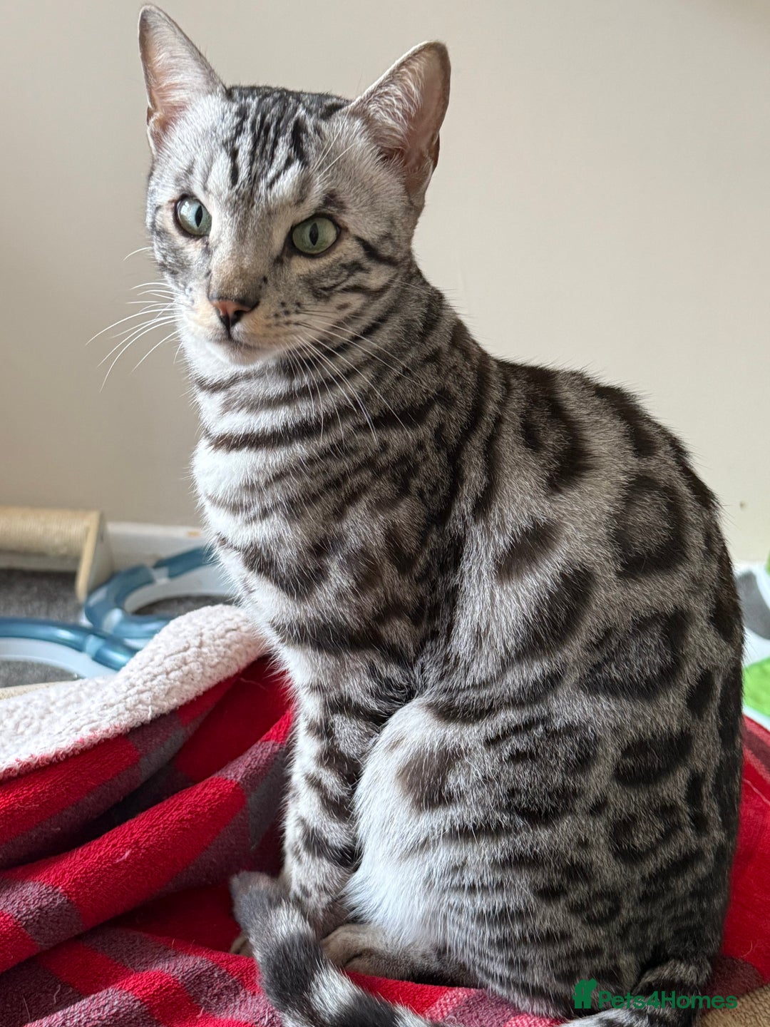 Bengal cats for sale: ⭐️Silver (black) Spotted Bengal TICA registered ⭐️ - Advert 4