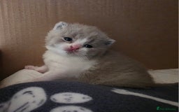 British Shorthair cats for sale: GCCF Registered British Shorthair Kittens - Image 13