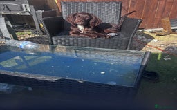 English Springer Spaniel dogs for sale: Springer spaniel looking for a forever home  - Image 2