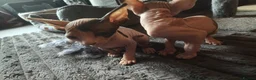 Sphynx cats for sale: Adorable Sphynx kittens  - Advert 4