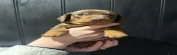 Dachshund dogs for sale: Standard/miniature dachshund puppies in Ware - Advert 11