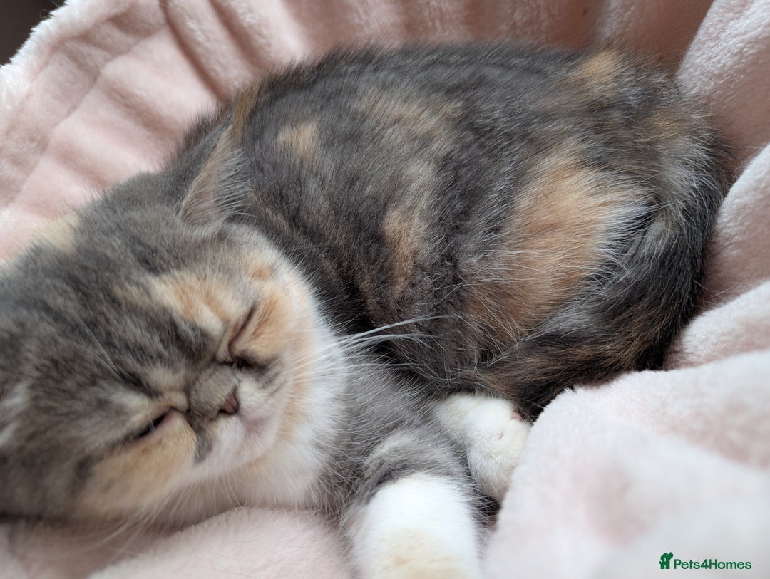 Exotic cats for sale: Beautiful exotic tourtie and white girl  - Image 15