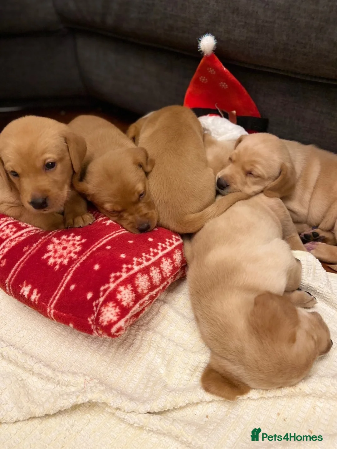 Labrador Retriever dogs for stud: Stud duties  (PROVEN) in Hengoed - Advert 12