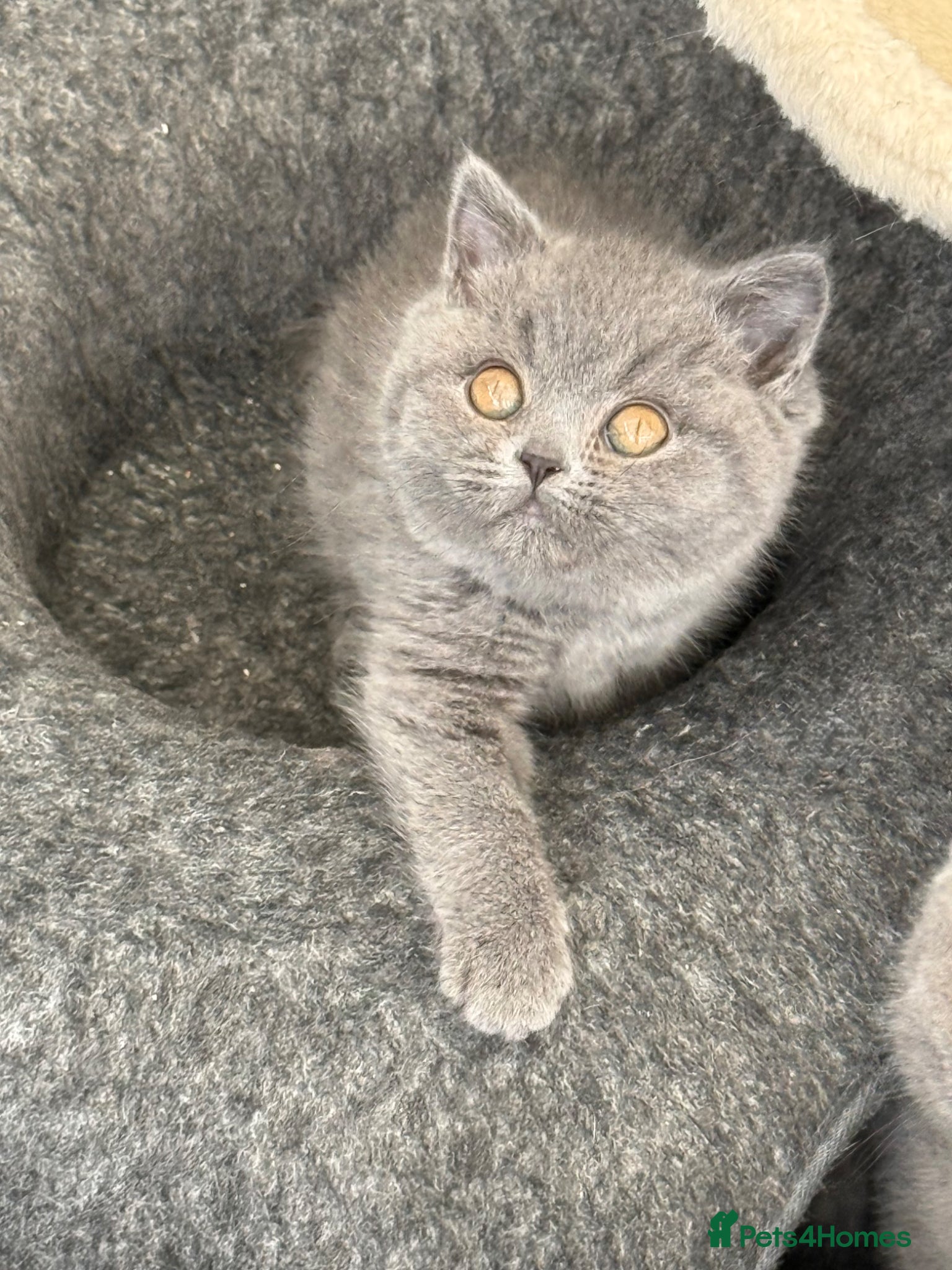 British Shorthair cats for sale: Pedigree British Shorthair Kittens ready to go! - Advert 2