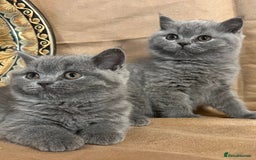 British Shorthair cats for sale: Adorable British short hair Kittens - Image 3