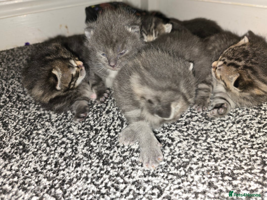 Mixed Breed cats for sale: Small mixed breed fluffy kittens - Advert 6