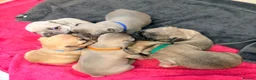 French Bulldog dogs for sale: Male French bulldog puppies  in Newton Aycliffe - Advert 15