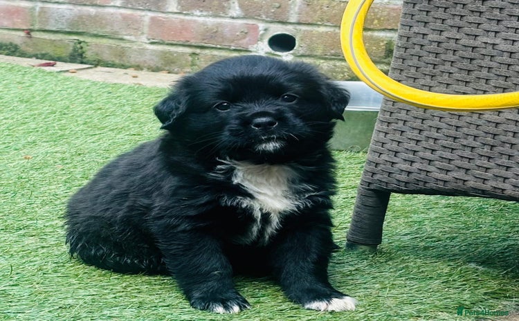 Mixed Breed dogs - Advert 7