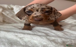 Miniature Dachshund dogs for sale: Miniature dachshunds - Image 6