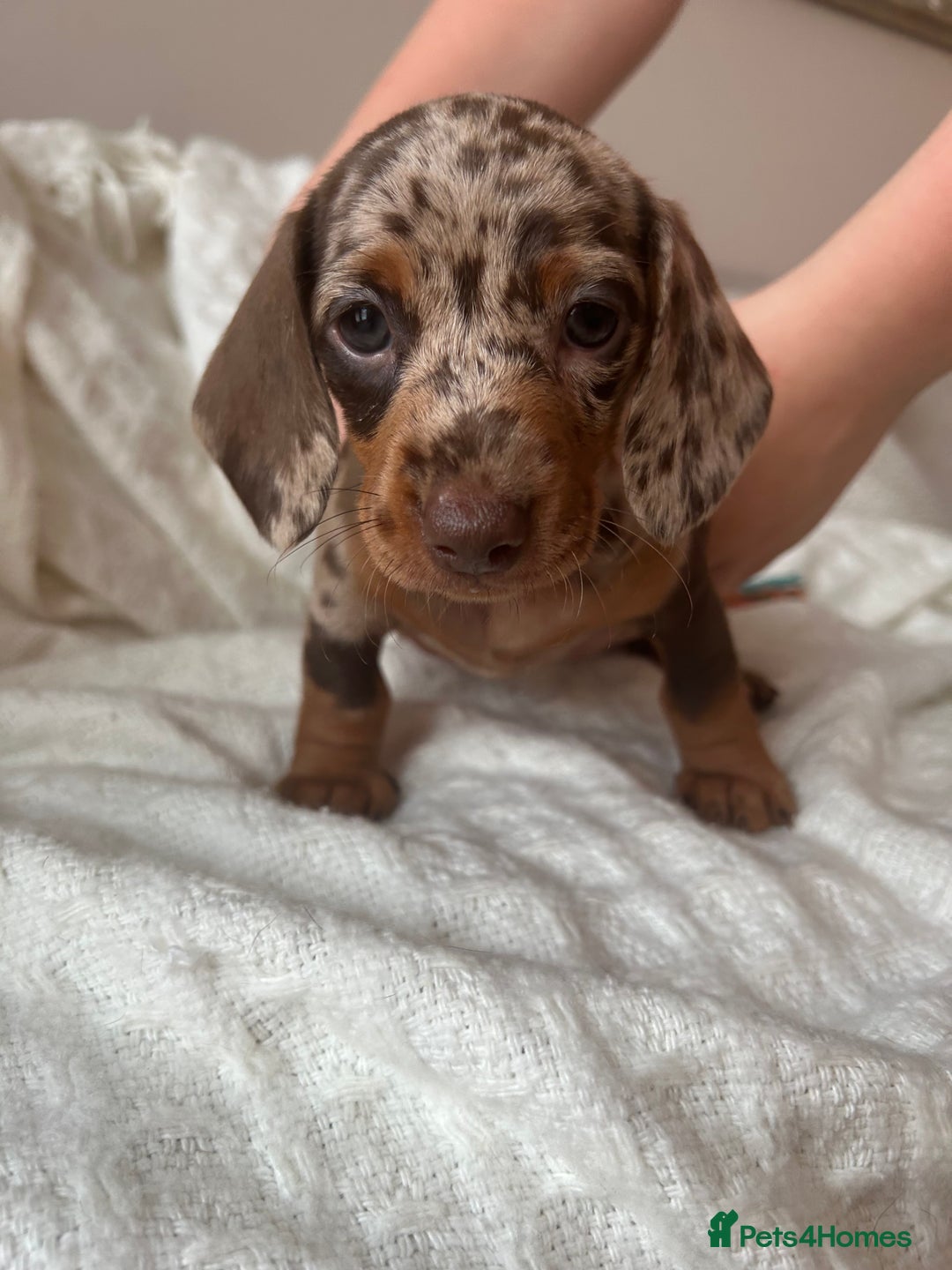 Miniature Dachshund dogs for sale: Miniature dachshunds - Image 6