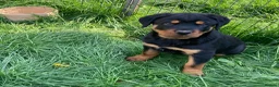 Rottweiler dogs for sale: Charming Rottweiler boy puppy for sale - Advert 3