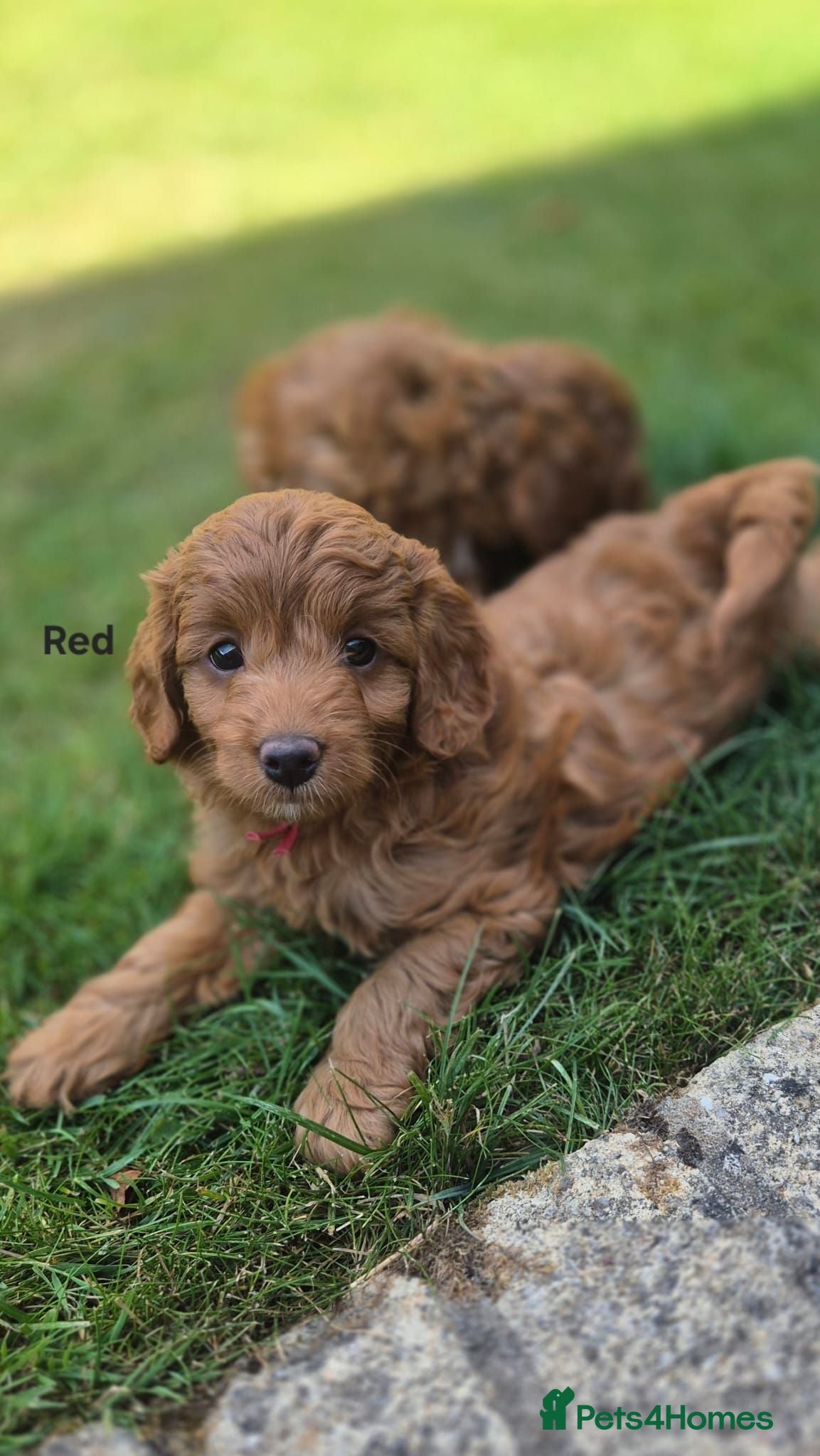 Goldendoodle dogs Red F1bb miniature/Toy Goldendoodles dna clear - Advert 2