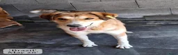 Mixed Breed dogs for adoption: Brazil, 5-6 yrs old. Available for adoption. in Brixham - Advert 3