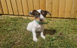 Mixed Breed dogs for sale: Jack russell cross - Image 5