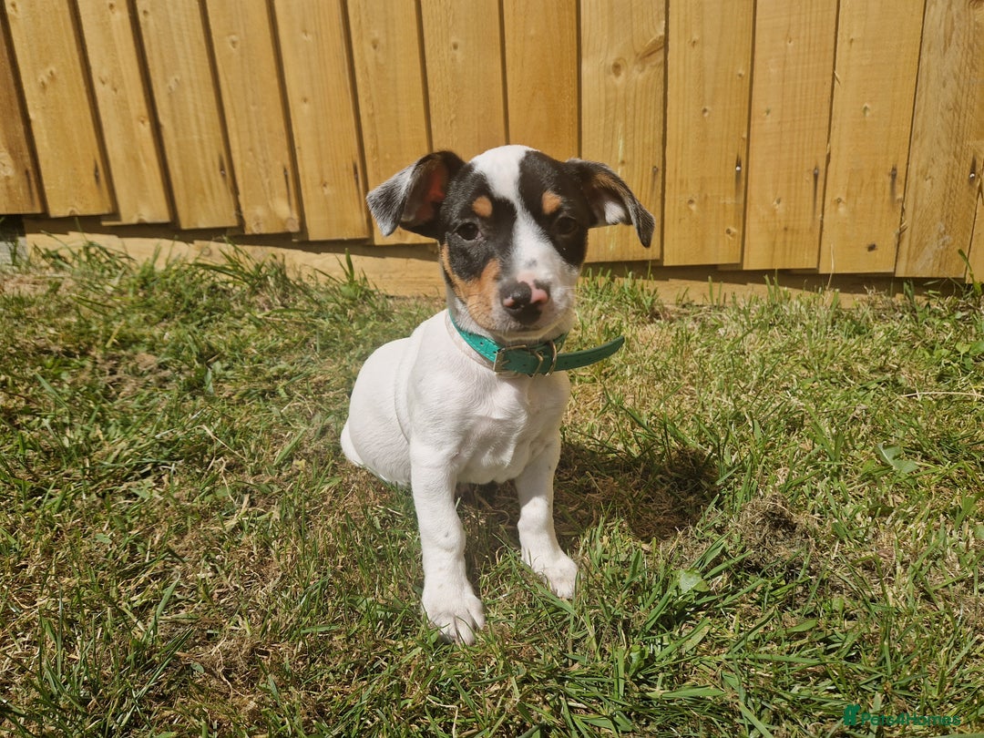 Mixed Breed dogs for sale: Jack russell cross - Image 5