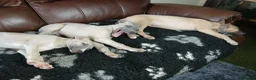 Whippet dogs for sale: High Quality Whippet pups Crufts in Bishop Auckland - Advert 16