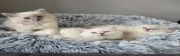 Ragdoll cats for sale: 🩷TICA registered Ragdolls🩷 - Advert 8