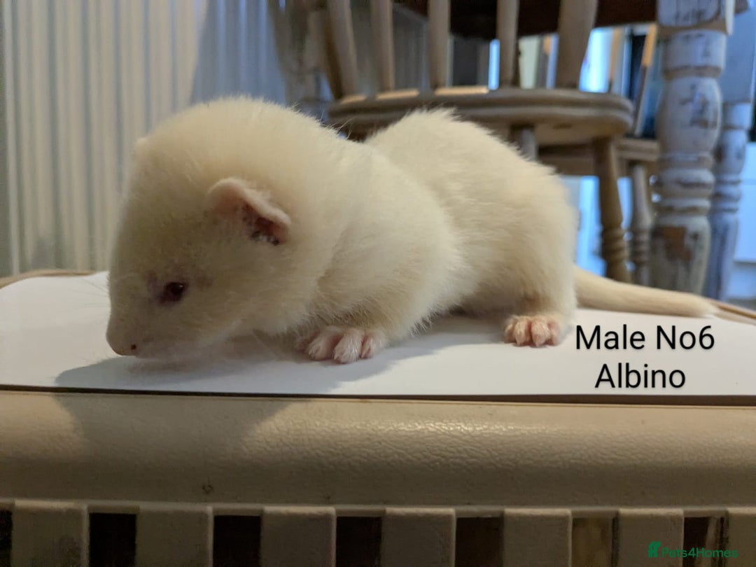 Ferret rodents for sale: Ferret Albino/sable - Image 7