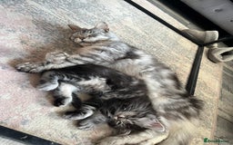 Maine Coon cats for sale: Maine coone kittens  - Image 16