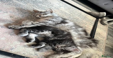 Maine Coon cats - Advert 5