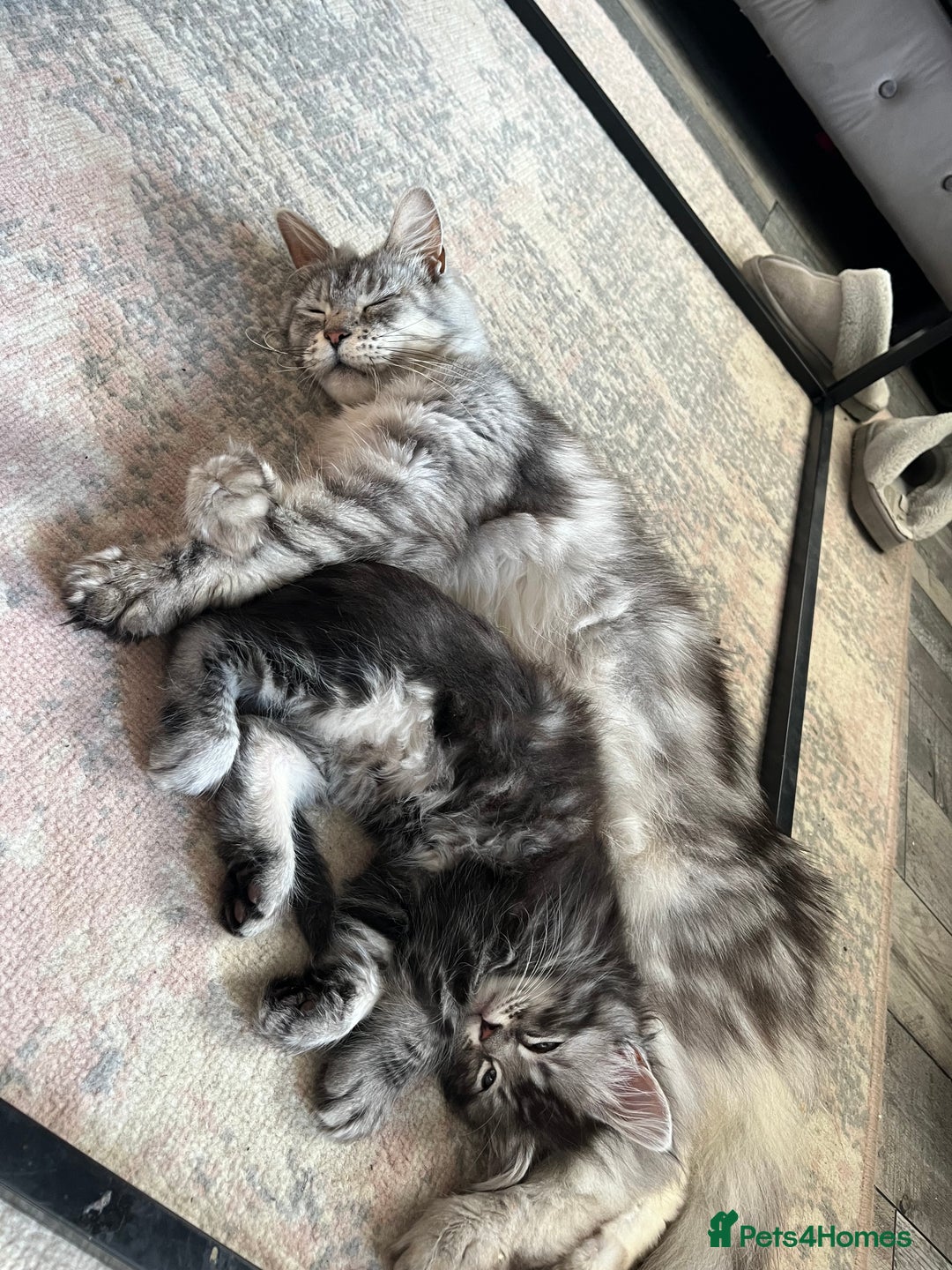 Maine Coon cats for sale: Maine coone kittens  - Image 16