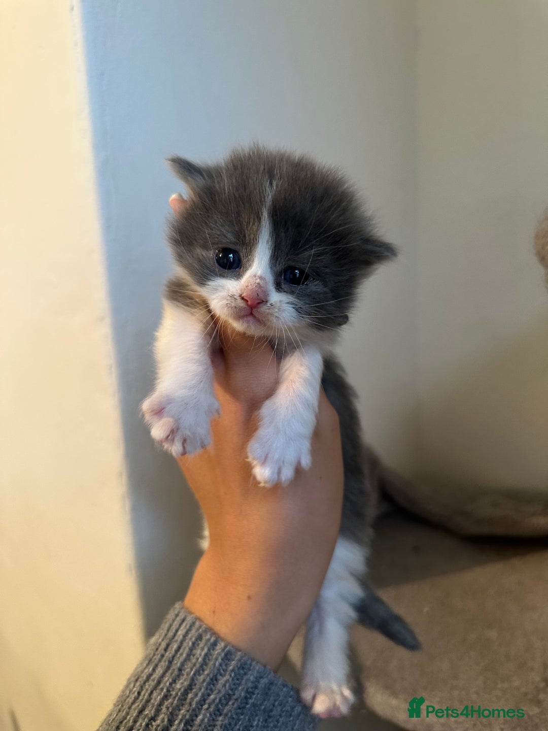 Ragdoll cats for sale: 7 ragdol mix kittens for sale - Image 7