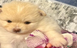 Pomeranian dogs for sale: 🎄🎅CHRISTMAS SPECIAL SMALL SKY🩵BLUE 👀 POMS - Image 14