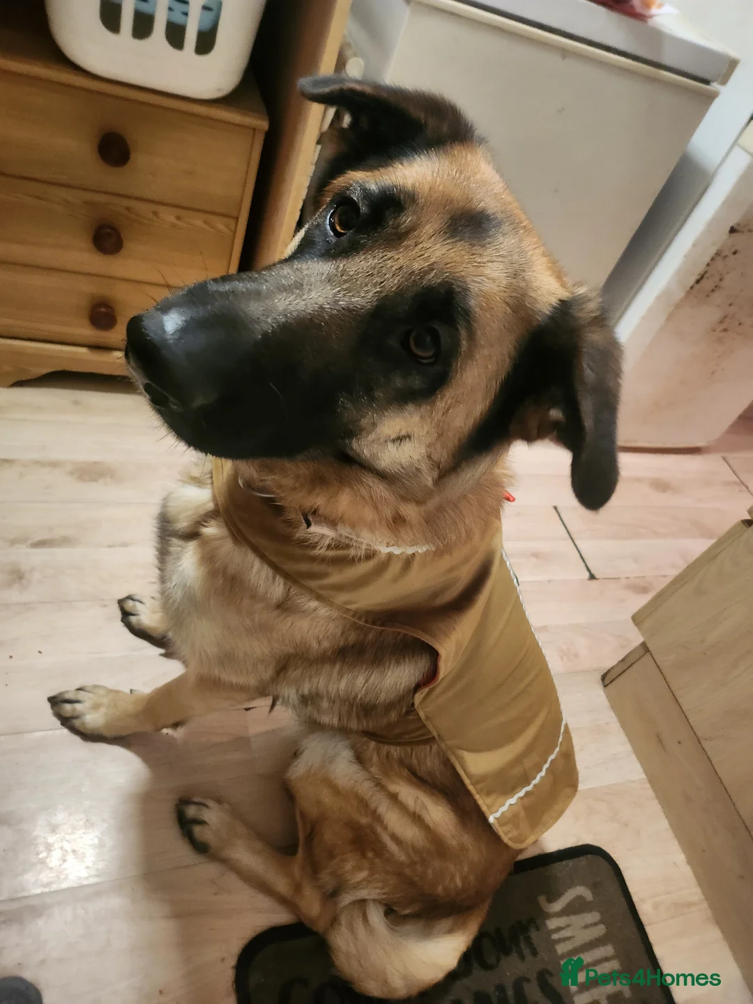 German Shepherd dogs for sale: 2 year old female German Shepherd  in Withernsea - Advert 3