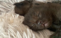 Bengal cats for sale: 4 Beautifully mixed Bengal and British shorthair  - Image 22