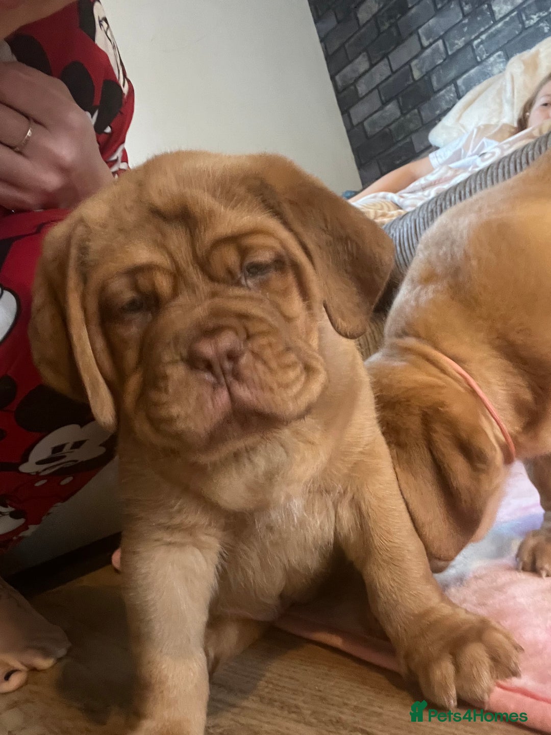 Dogue De Bordeaux dogs for sale: Beautiful KC Dogue De Bordeaux Puppies - Advert 20