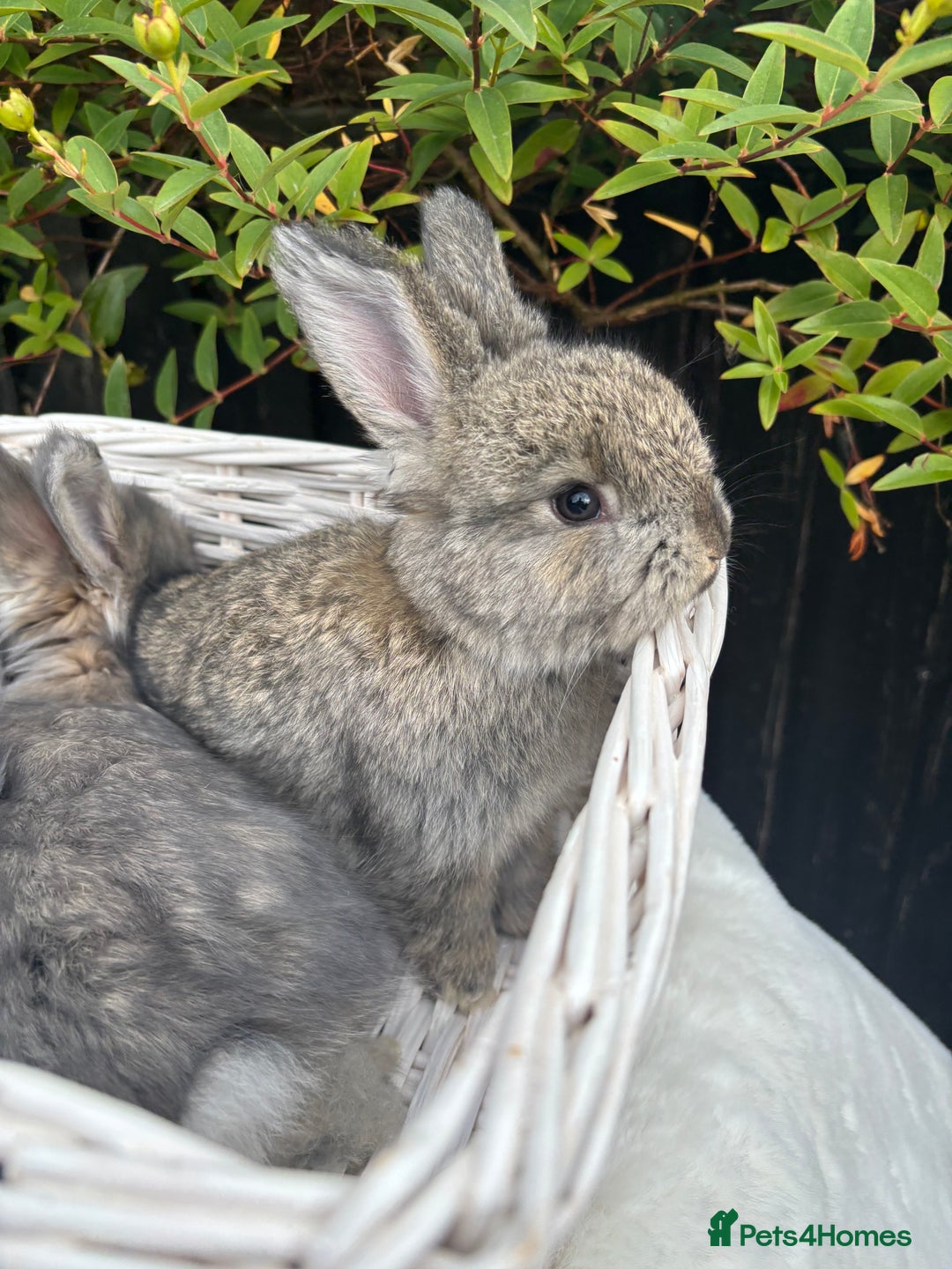 Angora rabbits for sale: Angora bunnies. 20.07.25 8 weeks old   - Image 7
