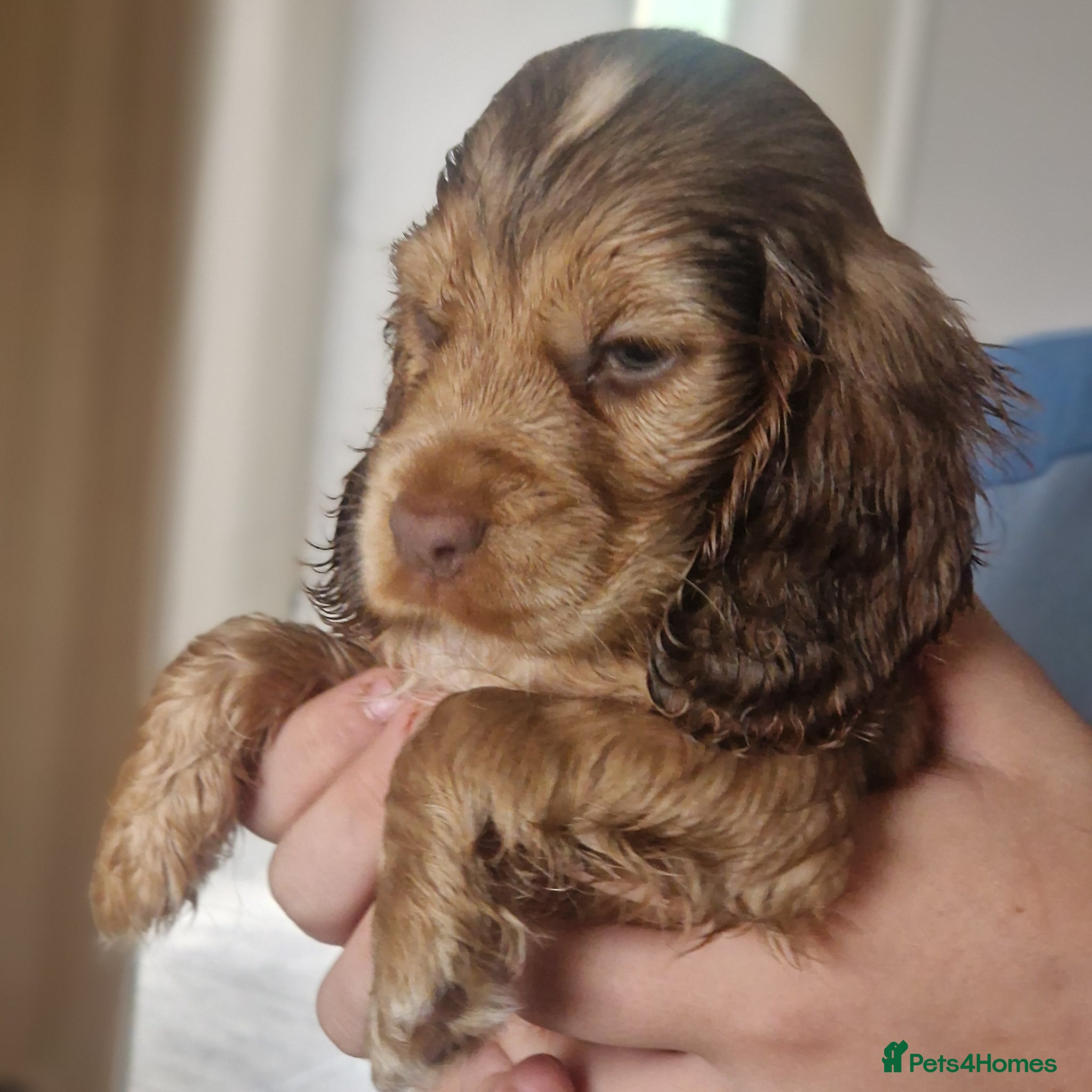 Cocker Spaniel dogs !!KC Registered Beautiful show Cocker Spaniels!!!  - Advert 7