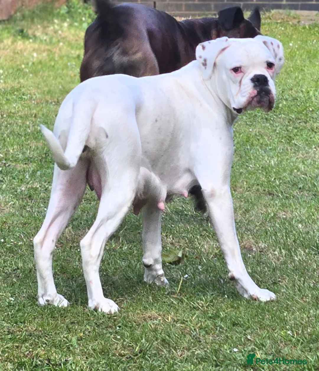 Boxer dogs for sale: 🐶Beautiful Boxer Puppy Seeking Her Forever Home🐶 - Advert 2